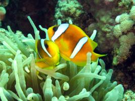 El Quseir scuba diving holiday - Red Sea